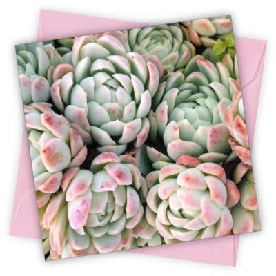 Cardtastic Card Pink Succulents